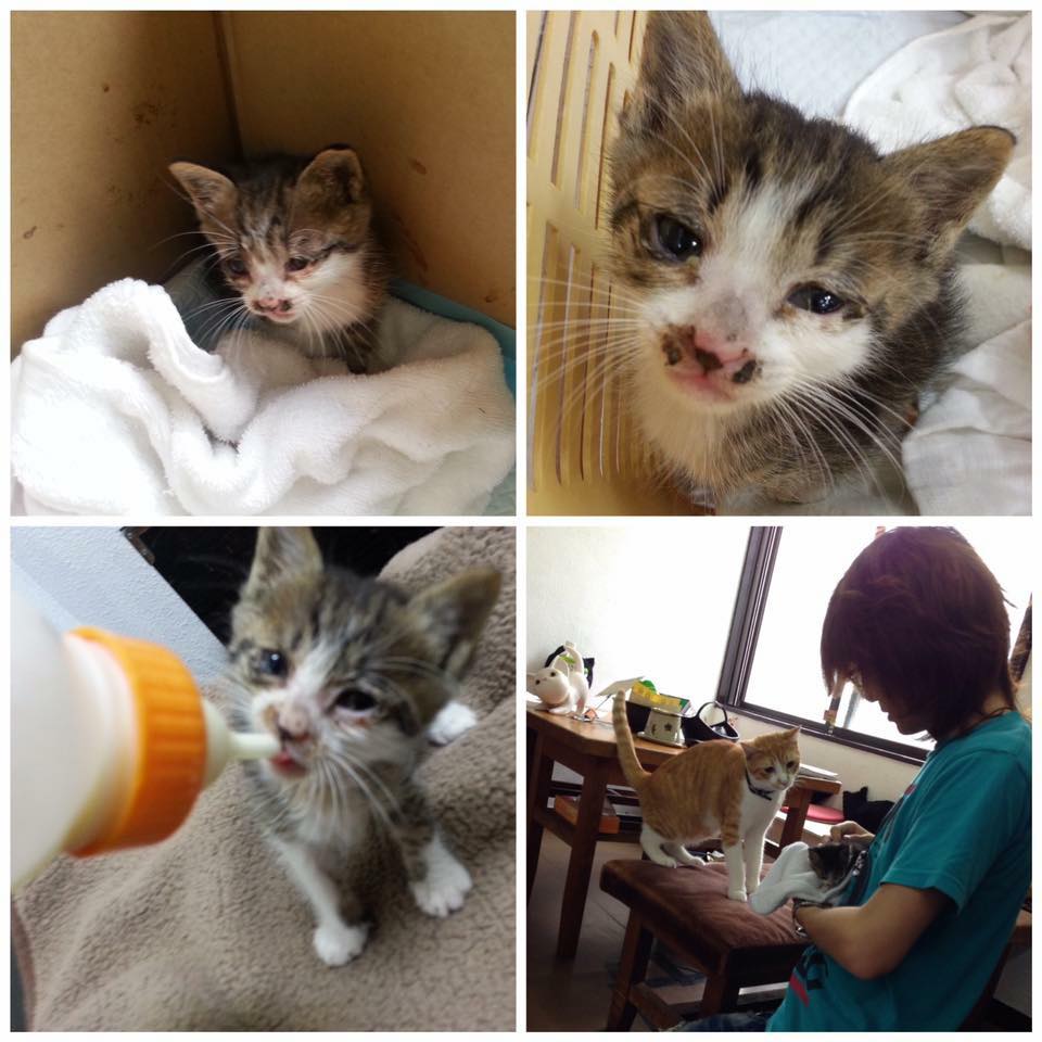 蒼くん 保護12周年