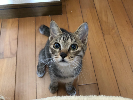 福ちゃん保護記念日